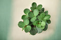 Peperomia Hope Live Plant - Easy Care Trailing Indoor Houseplant in 2.5-Inch Pot