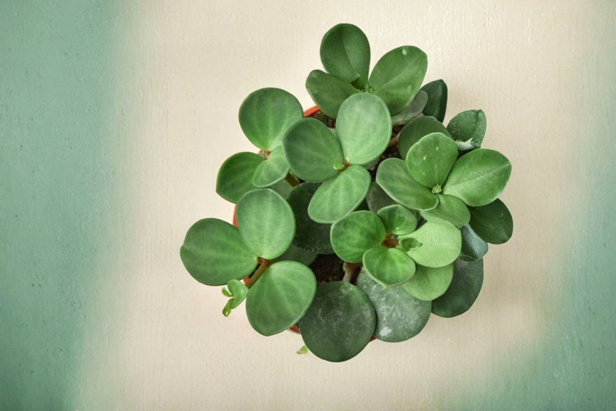 Peperomia Hope Live Plant - Easy Care Trailing Indoor Houseplant in 2.5-Inch Pot