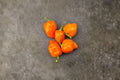 Caribbean Orange Habanero Live Plants - 3 Starter Pepper Plants (Orange Habanero)