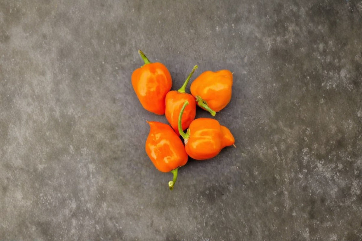 Caribbean Orange Habanero Live Plants - 3 Starter Pepper Plants (Orange Habanero)