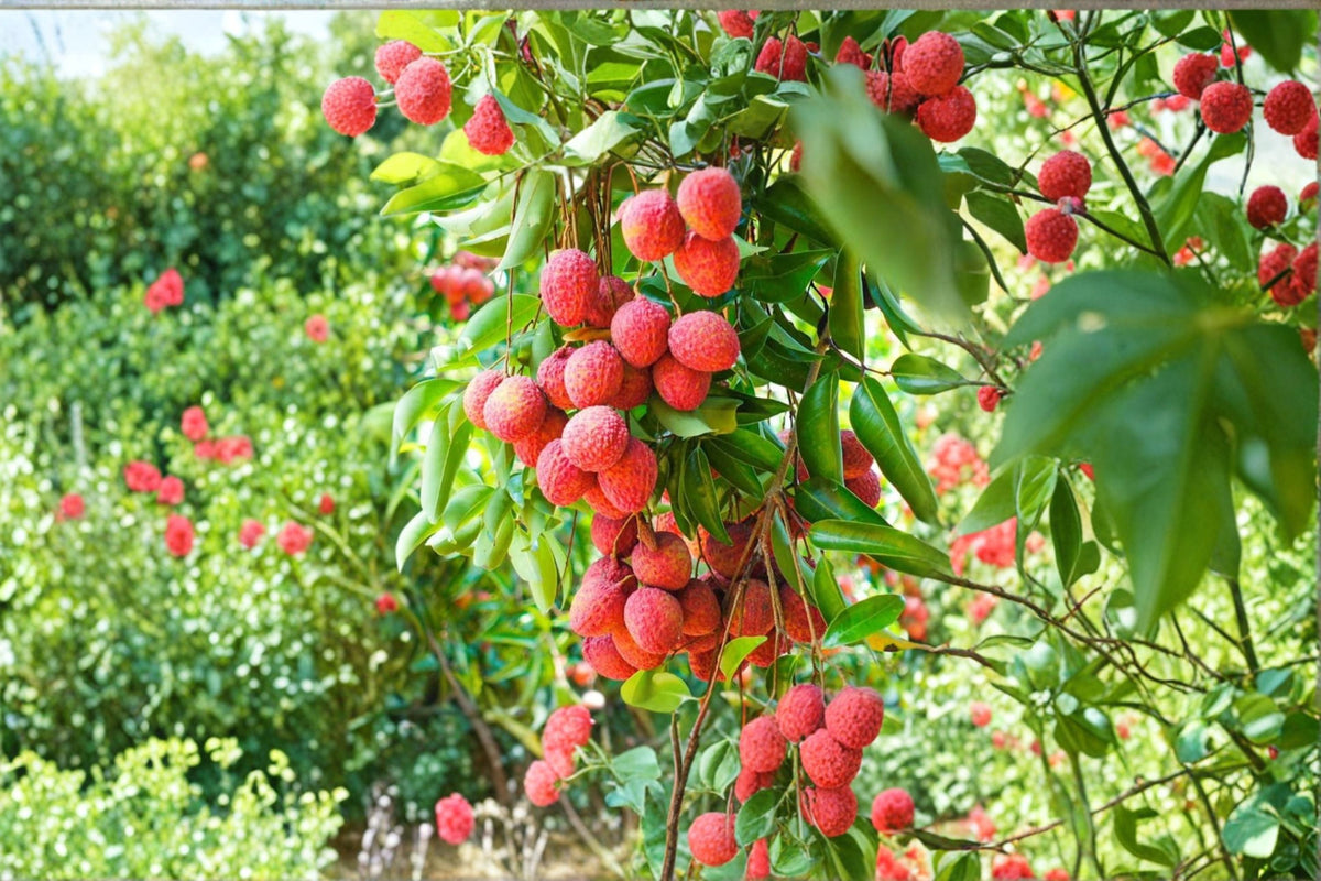 Lychee Tree Live Plant - Litchi chinensis | 6-8 Inch Plant in 4 Inch Pot | Edible Tropical Fruit, Zones 10-11