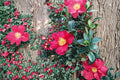 Camellia japonica 'Yuletide' Live Plant - Red Flowering Evergreen Shrub (Zones 7-10)