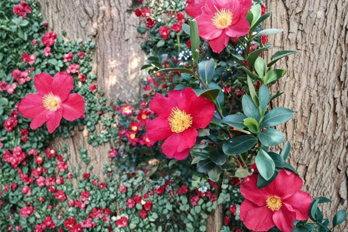 Camellia japonica 'Yuletide' Live Plant - Red Flowering Evergreen Shrub (Zones 7-10)