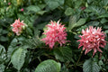 Jacobina Pink Justicia Carnea 2 Live Plants – 4–6