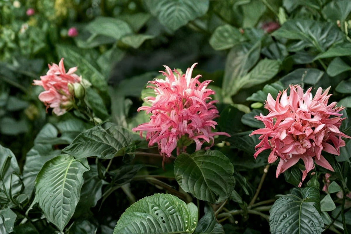 Jacobina Pink Justicia Carnea 2 Live Plants – 4–6