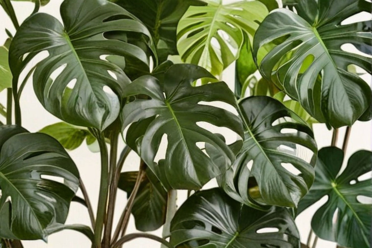 Monstera Deliciosa Large Rooted Cutting | Swiss Cheese Plant Live Plant