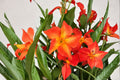 Orange Mandevilla Live Plant - 5-6 Inch Starter Vine, Climbing Tropical Plant (No Pot)