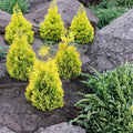 Sunkist Arborvitae Thuja occidentalis 'Sunkist' - 1 Quart Live Plant, Golden Evergreen Shrub