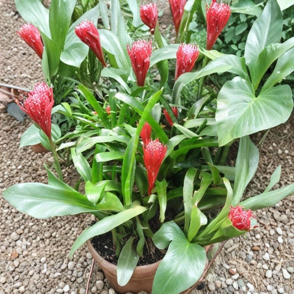 5 Assorted Live Potted Plants | Grower's Choice Mini Houseplants