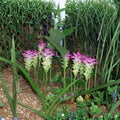 Curcuma Elata Hidden Ginger Lily Live Rhizome - Fuchsia Pink Flower, Tropical Ginger Plant
