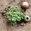 Cuban oregano Live Plant - 8–12 inch, 2 plants per pot