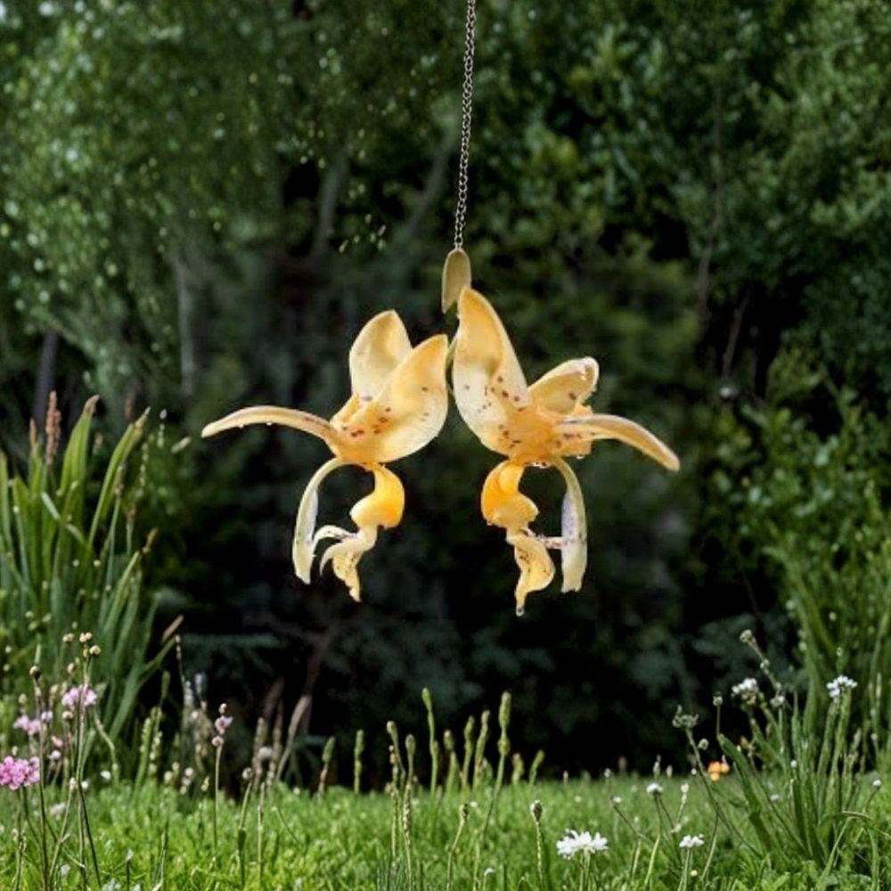 Stanhopea jenischiana Live Orchid Plant - 4" Pot, Fragrant Golden Yellow Blooms