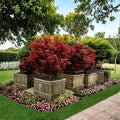 Shaina Dwarf Japanese Maple Live Plant - Acer palmatum 'Shaina' (2.5-Quart) Red Maroon Foliage