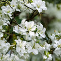 White Hong Kong Orchid Tree Bauhinia × Blakeana Alba Live Plant - 12-18" Tall, 4" Pot