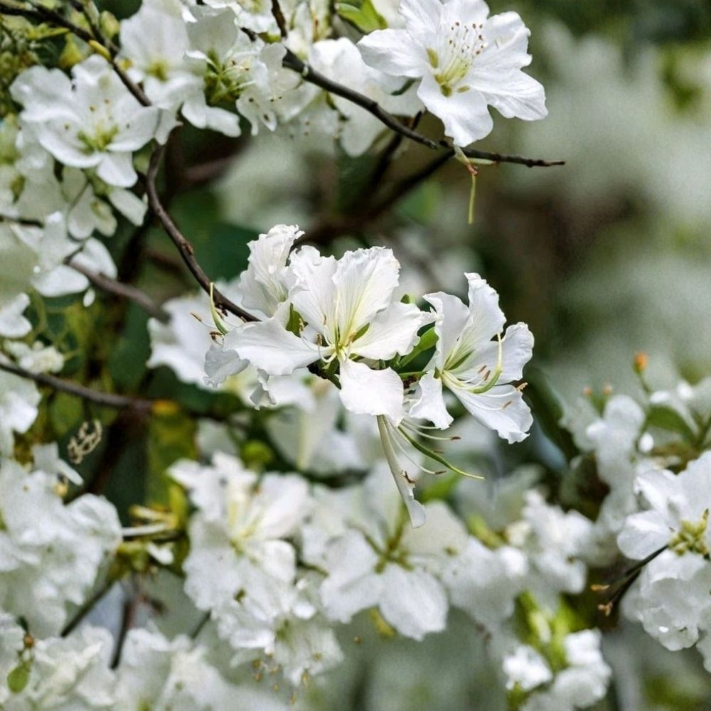 White Hong Kong Orchid Tree Bauhinia × Blakeana Alba Live Plant - 12-18" Tall, 4" Pot