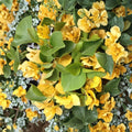 California Gold Bougainvillea Live Starter Plant - Well Rooted, 3-Inch Pot
