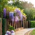 Wisteria sinensis Live Plant - 12" Tall, 4" Pot, Blue-Violet Flowering Vine