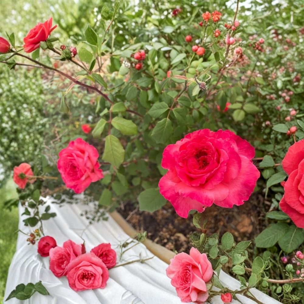Portlandia Climbing Rose Cuttings – Set of 7 Live Rose Cuttings (5–7 in) for Propagation