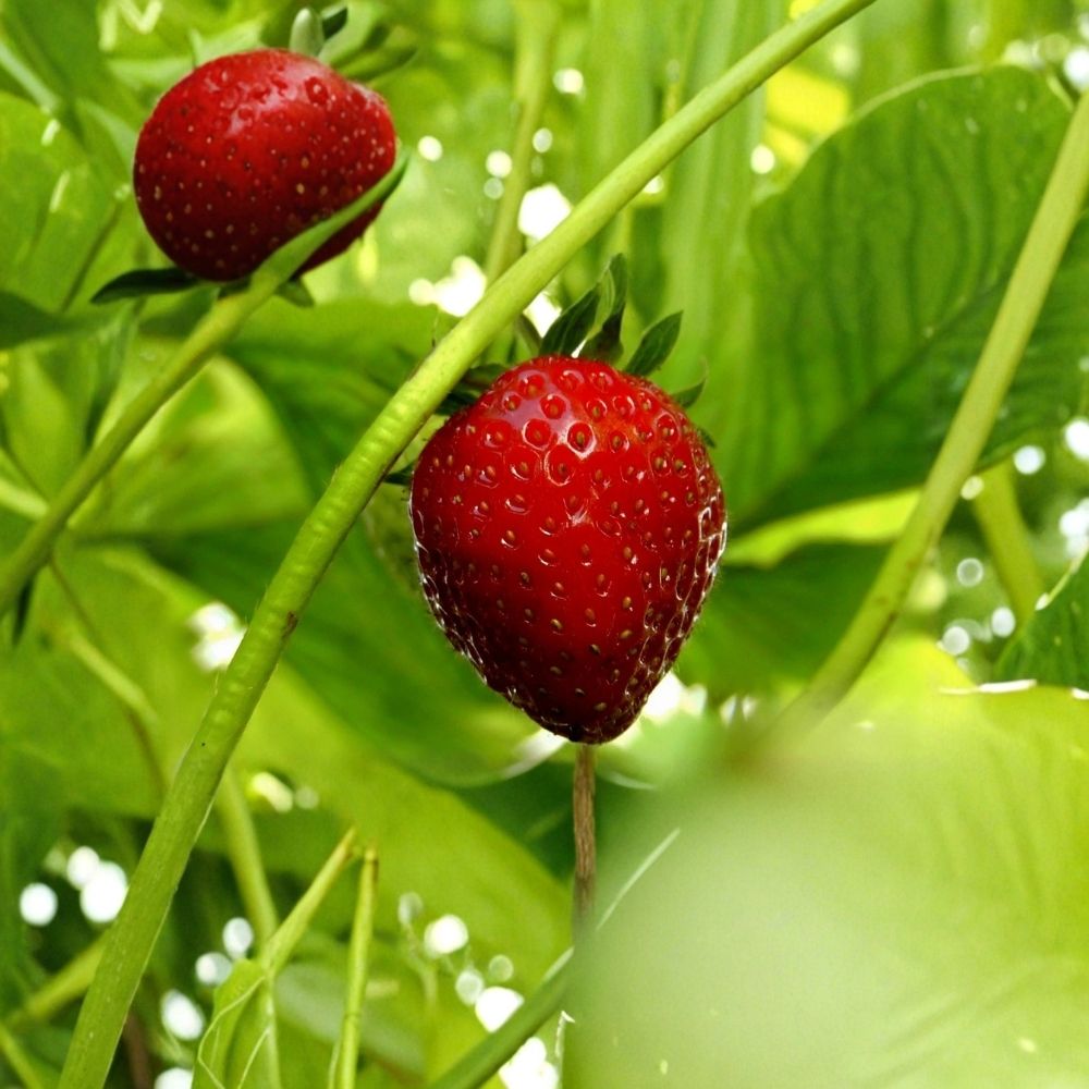 Sweet Everbearing Strawberry Fragaria × ananassa Live Starter Plant