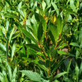 Bay Leaf Tree Laurus nobilis - Live Plant 6-9 Inch Tall | Sweet Bay Laurel Culinary Herb