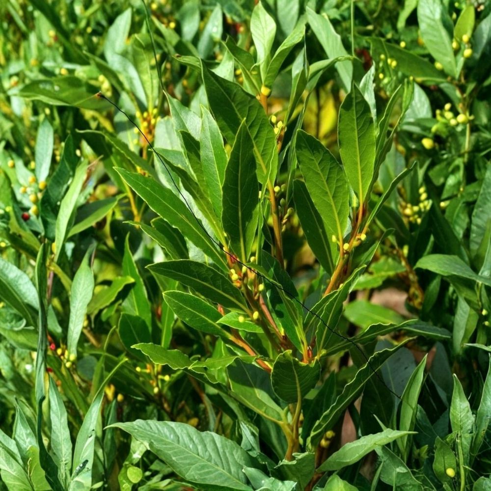 Bay Leaf Tree Laurus nobilis - Live Plant 6-9 Inch Tall | Sweet Bay Laurel Culinary Herb
