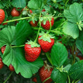 Everbearing Strawberry Plants – 2 Live Fragaria Plants | 3 Inch Pots | Sweet Fruit Berry Plant | Perennial Strawberry | Container & Raised Bed Friendly | Edible Garden