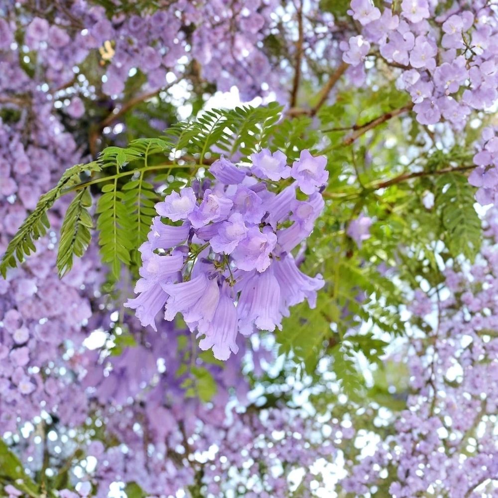 Blue Jacaranda Tree Jacaranda mimosifolia Live Plant - 3–5 Inches Tall in 3-Inch Pot