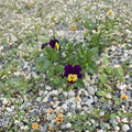 Viola Live Plant – Well Rooted Starter Plant, 4-8 Inch, Compact Blooms