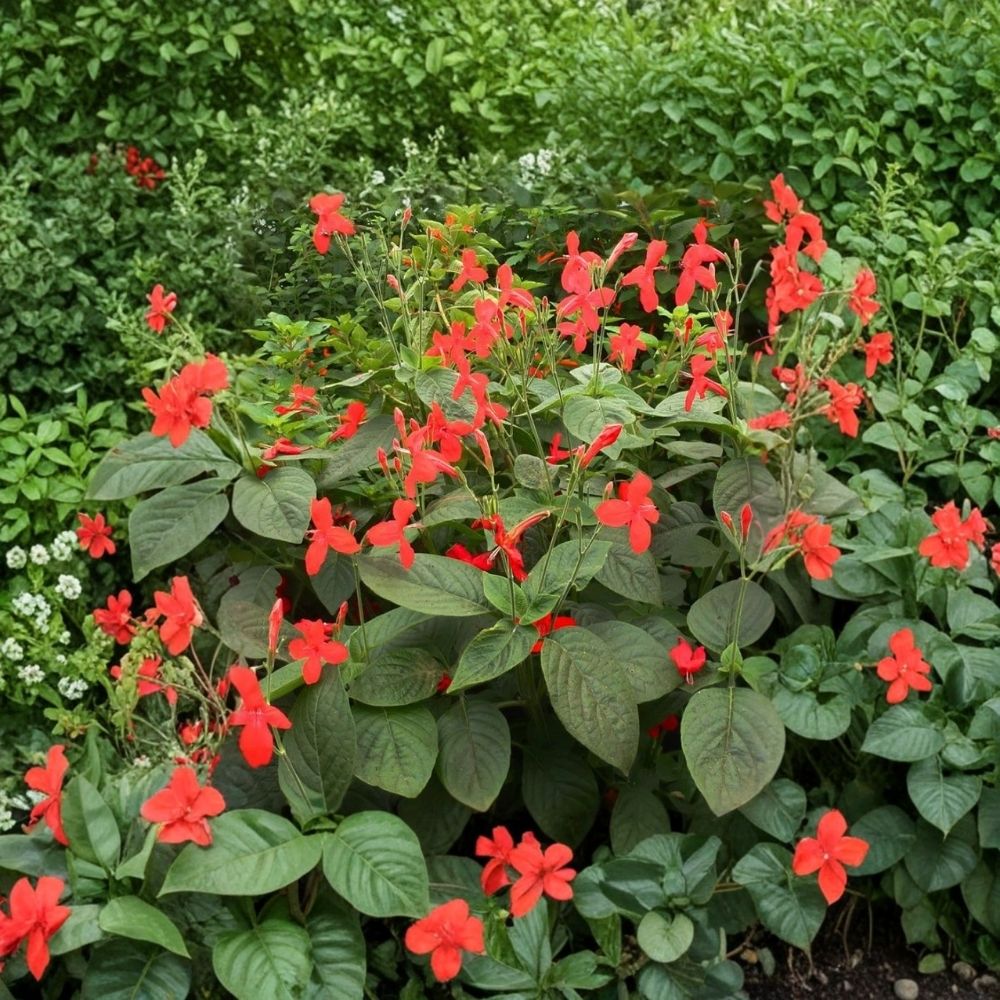 Brazilian Red Ruellia Plants - Set of 2 Live Plants, 4-6 in Tall, Red Flowering Perennial