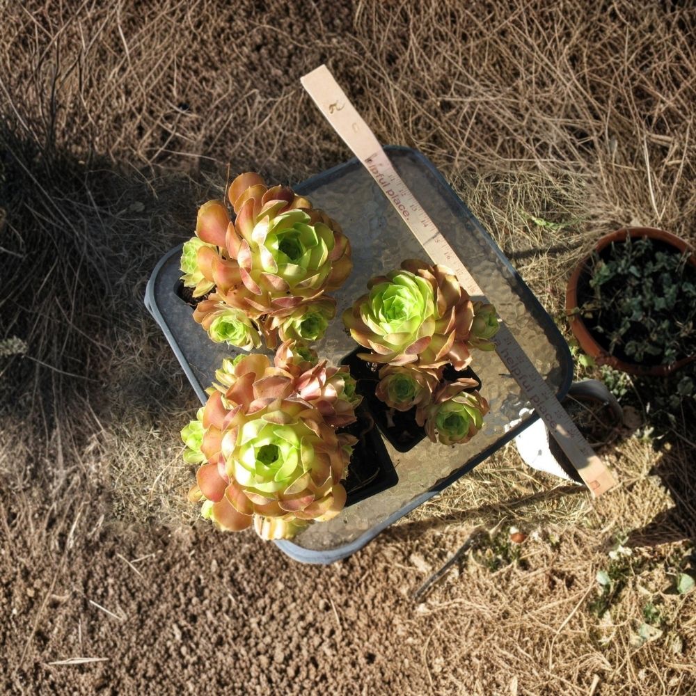 Aeonium Blushing Beauty Live Succulent Plant - Bare Root | Multiple Rosettes