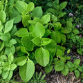 Mexican Oregano Live Herb Plants - Set of 3 4–6 inch Rooted Cuttings
