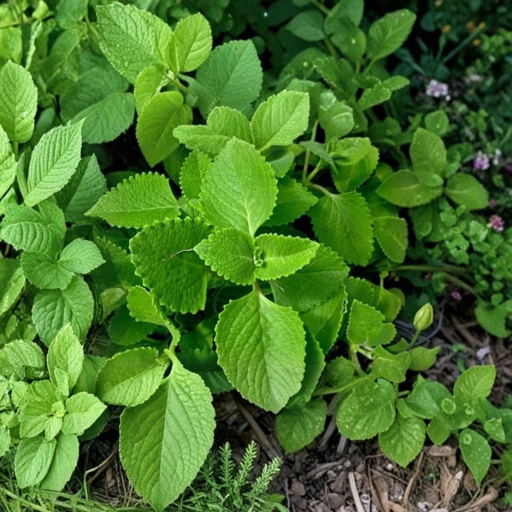 Mexican Oregano Live Herb Plants - Set of 3 4–6 inch Rooted Cuttings