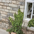 English Envy English Ivy Live Plant - Hardy Trailing Vine, Indoor/Outdoor Foliage