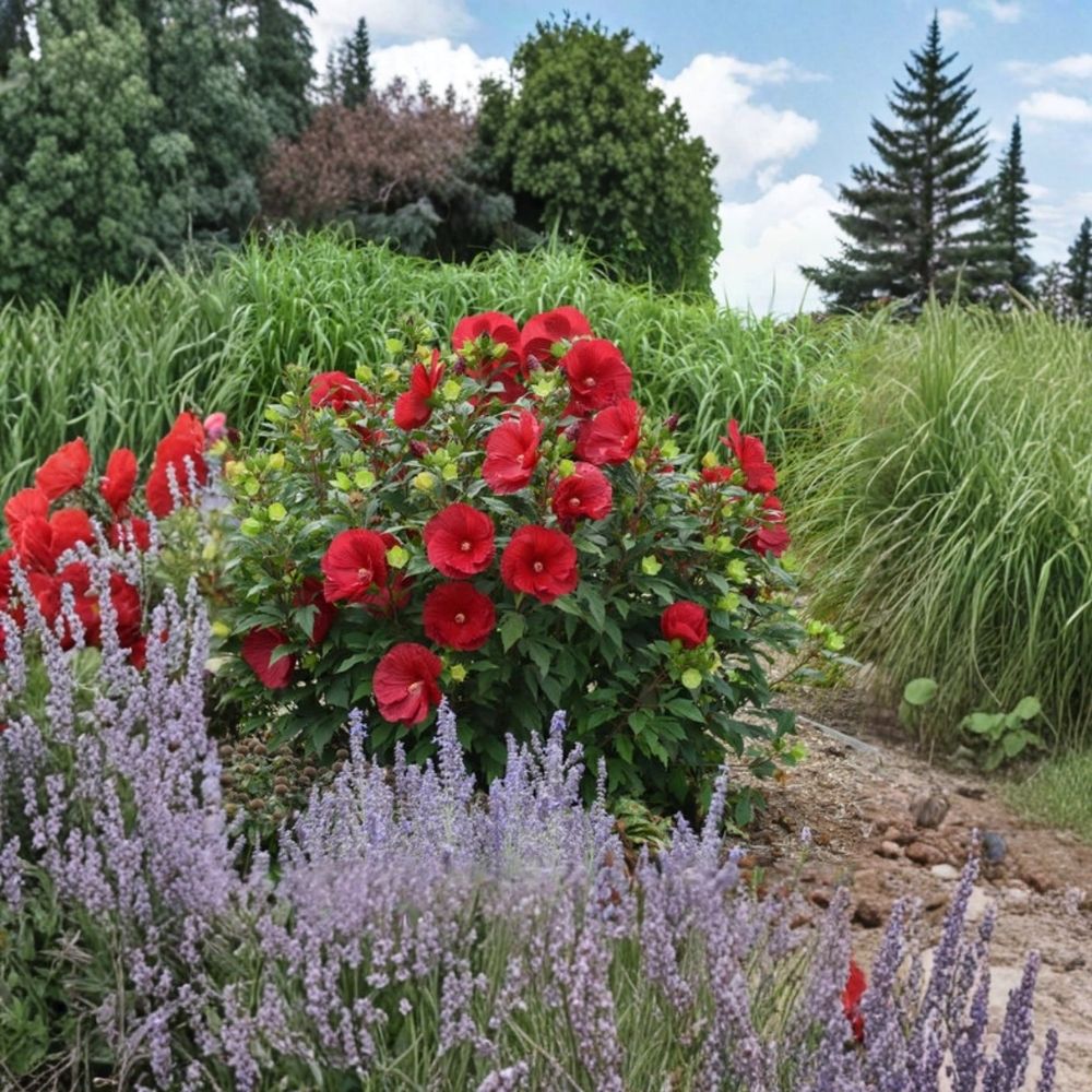 Cranberry Hibiscus Live Plants - Set of 4 | 4–6 Inch Starter Plants, Red Flowering Tropical Hibiscus, No Pot