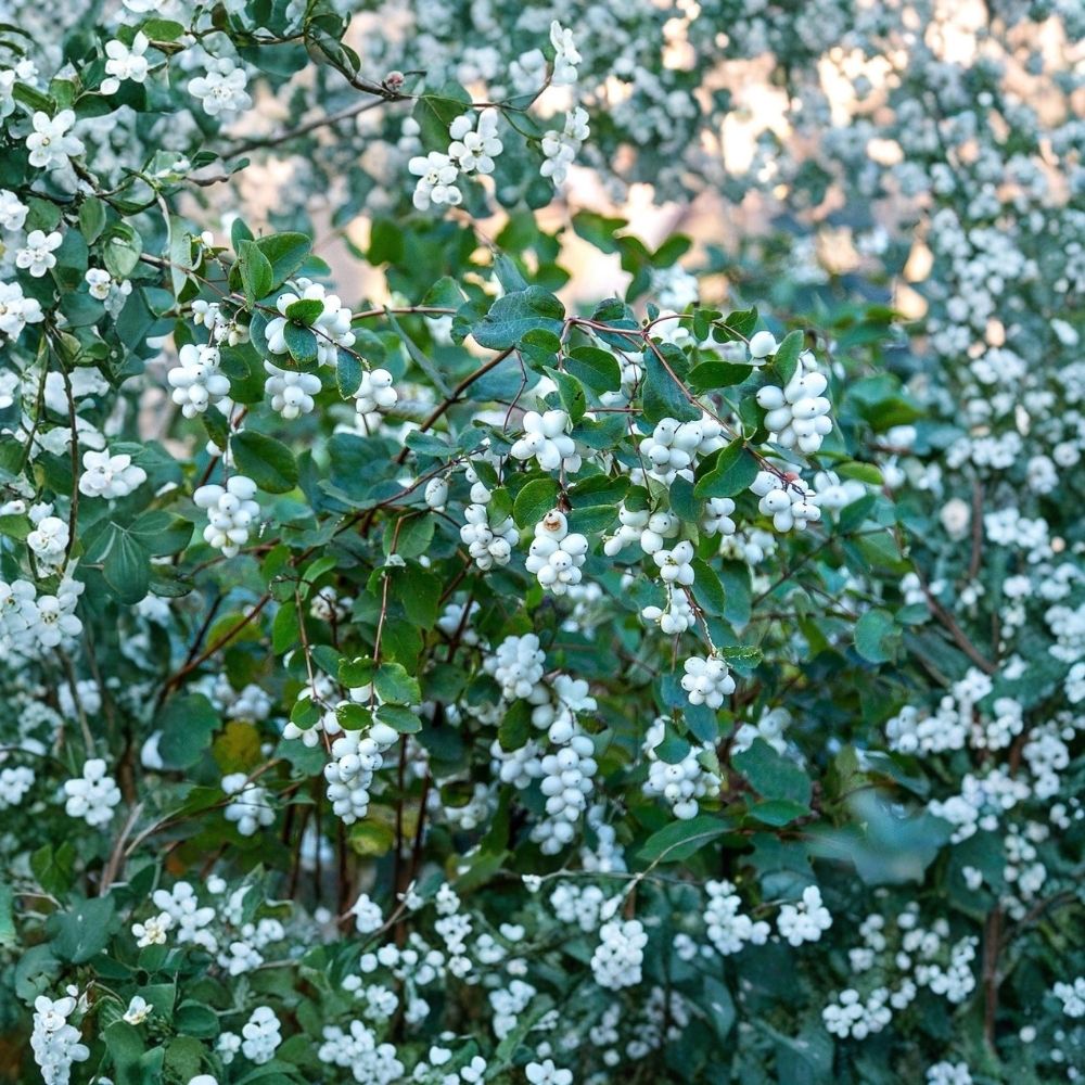 Snowberry Live Shrub Plants (Symphoricarpos albus) - 3 Seedlings, 1–2 Year Old, Full Sun