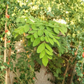Moringa oleifera Live Plants - 2 Plants, 3–6 Inches Tall, 4 Inch Pot