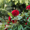 Crimson Glory Climbing Rose Live Plant - 4–6 Inch Starter | Bare Root Style