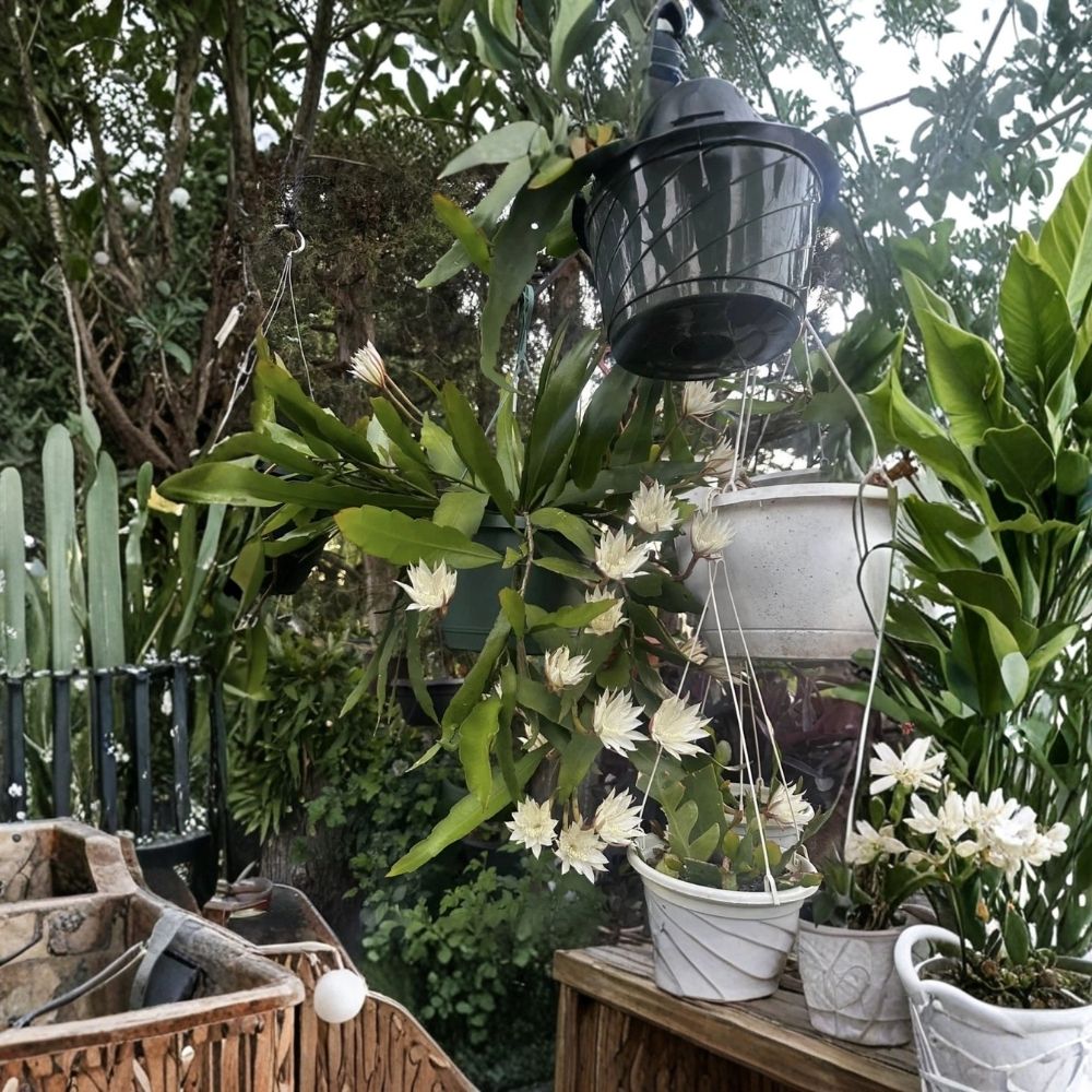 Queen of the Night Orchid Cactus Epiphyllum oxypetalum - Live Plant, Well-Rooted, Fragrant Night-Blooming Cactus (Ships Without Pot)