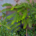 Bald Cypress Tree (Taxodium distichum) Live Plant - Up To 4 Feet - Root Wrapped