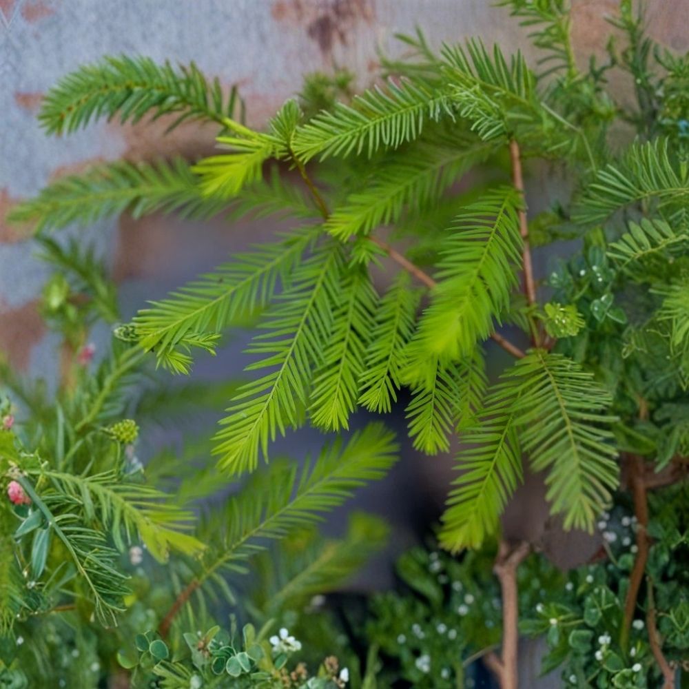 Bald Cypress Tree (Taxodium distichum) Live Plant - Up To 4 Feet - Root Wrapped