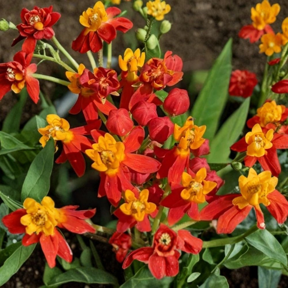 2 Red Milkweed Live Plants | Asclepias Perennial for Butterfly & Pollinator Garden