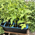 Celebrity Tomato Live Plants (Solanum lycopersicum) - 6–10+ Inch, 60+ Days Old, Established Roots
