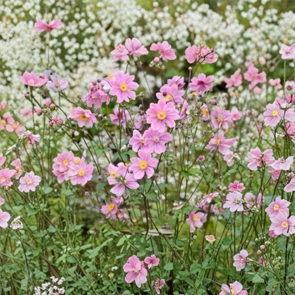 Pink Japanese Anemone Anemone tomentosa 'Robustissima' Bare Root Live Plant – Hardy Perennial