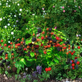 2 Chester Blackberry Live Plants (Rubus Thornless) - 4–6 in Starter Plants, Edible Berry Bush