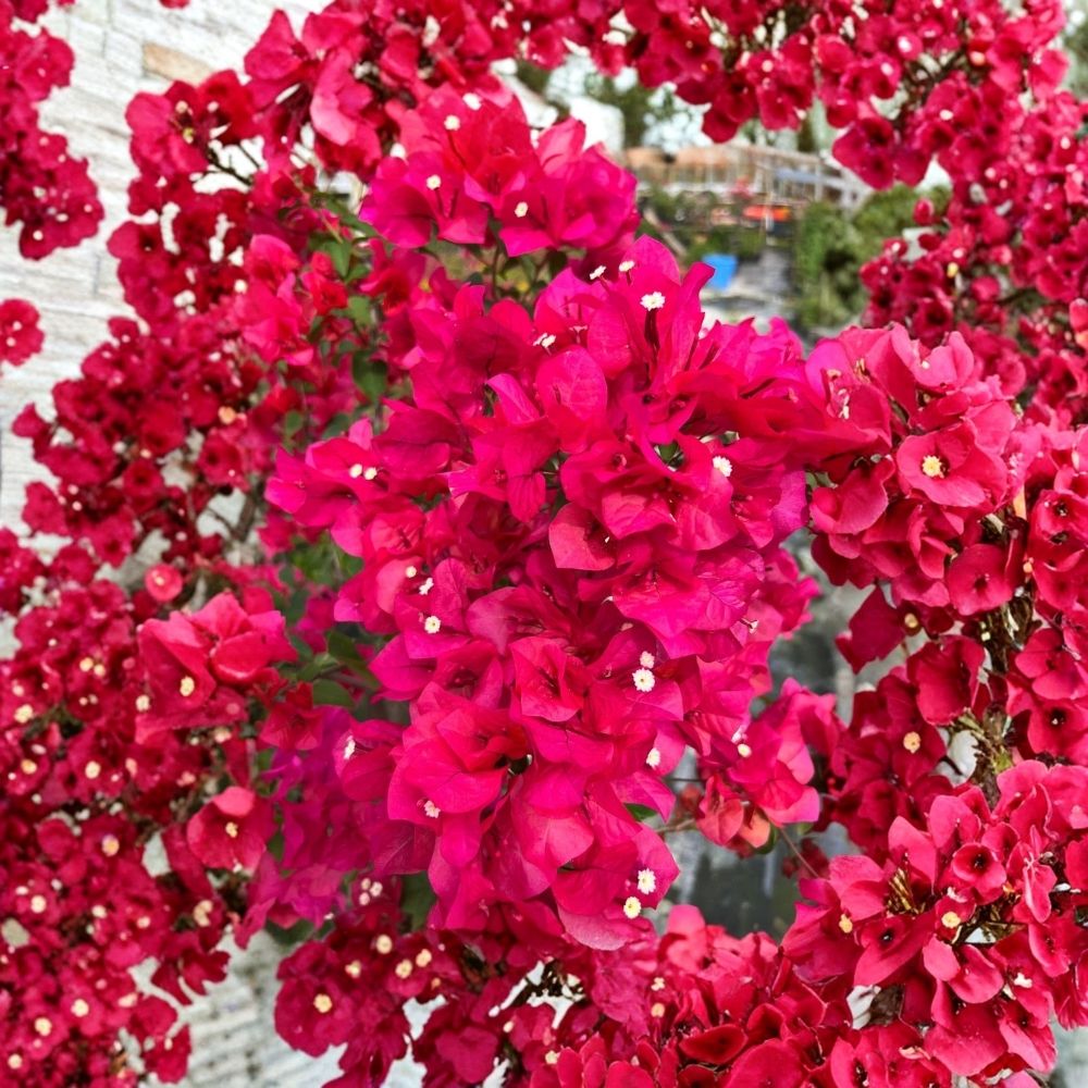 Pink Bougainvillea Live Plant - 6" Pot with Trellis - Fast-Growing Pink Flowering Vines