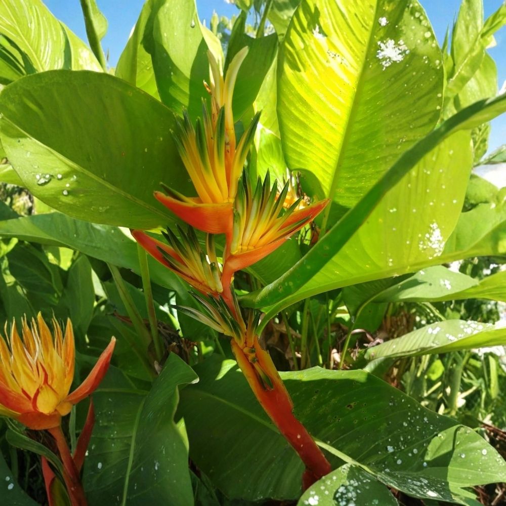 Heliconia Guyana Live Rhizome | Tropical Exotic Plant Starter Rhizome