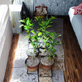 Satsuma Orange Tree Live Plant Seedling (4–10 in) Bare Root Citrus Mandarin