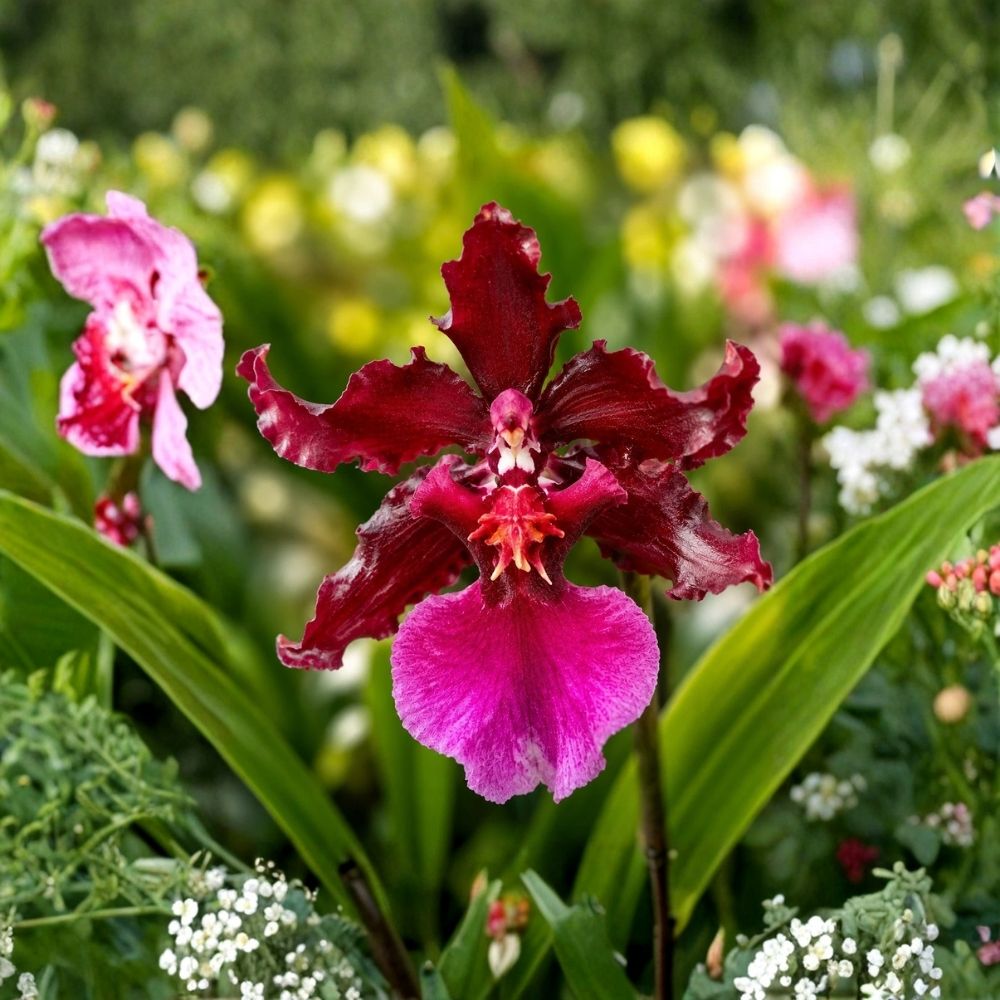 Oncidium Sharry Baby 'Red Fantasy' Live Orchid - 4-Inch Pot, Chocolate Fragrant, Red Pink Blooms