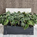 Black Velvet Alocasia Live Plant (Alocasia reginula) - 4–6 Inch Tall, Indoor Houseplant, No Pot