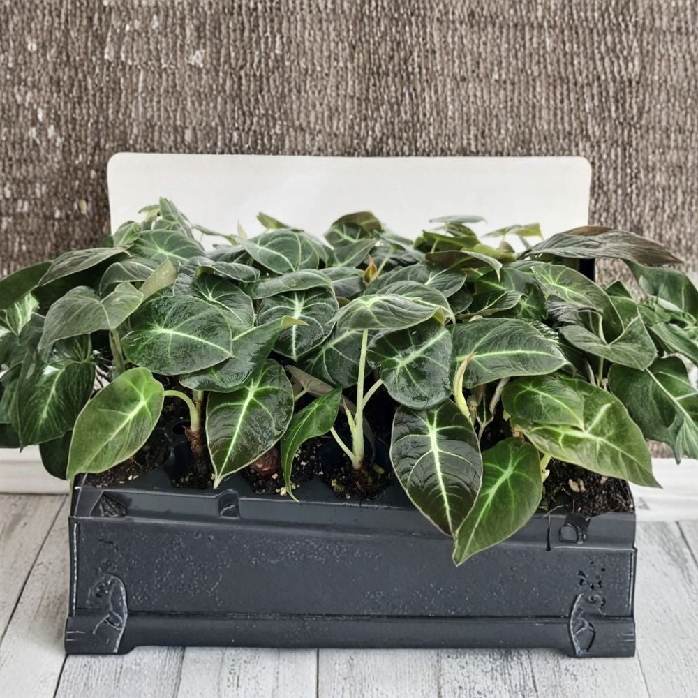 Black Velvet Alocasia Live Plant (Alocasia reginula) - 4–6 Inch Tall, Indoor Houseplant, No Pot